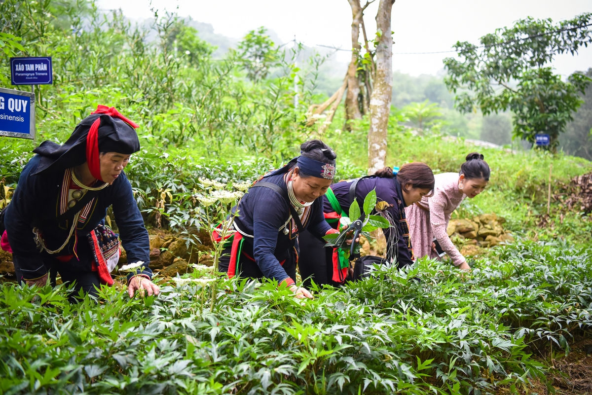 Vân Canh Công trình Vườn cây thuốc nam  Chào mừng thành công Đại hội  Đoàn TNCS Hồ Chí Minh tỉnh Bình Định lần thứ XIV nhiệm kỳ 2022  2027 